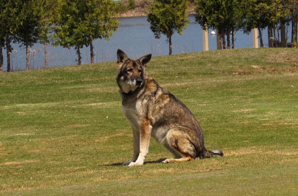 Goose Chaser Golf