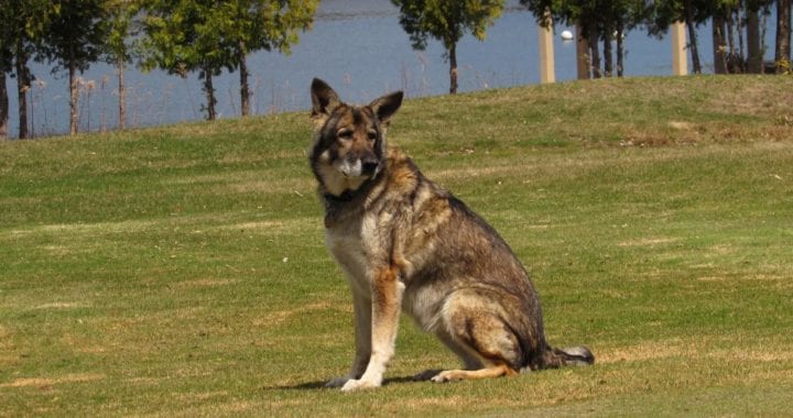 Goose Chaser Golf