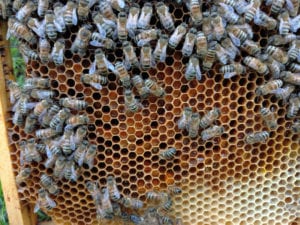 Local Honey inspired Canthooks Restaurant Menu